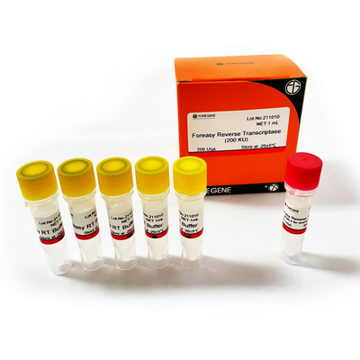 M-MLVの逆のTranscriptase RTの酵素ForeasyのForeasyの新しい世代